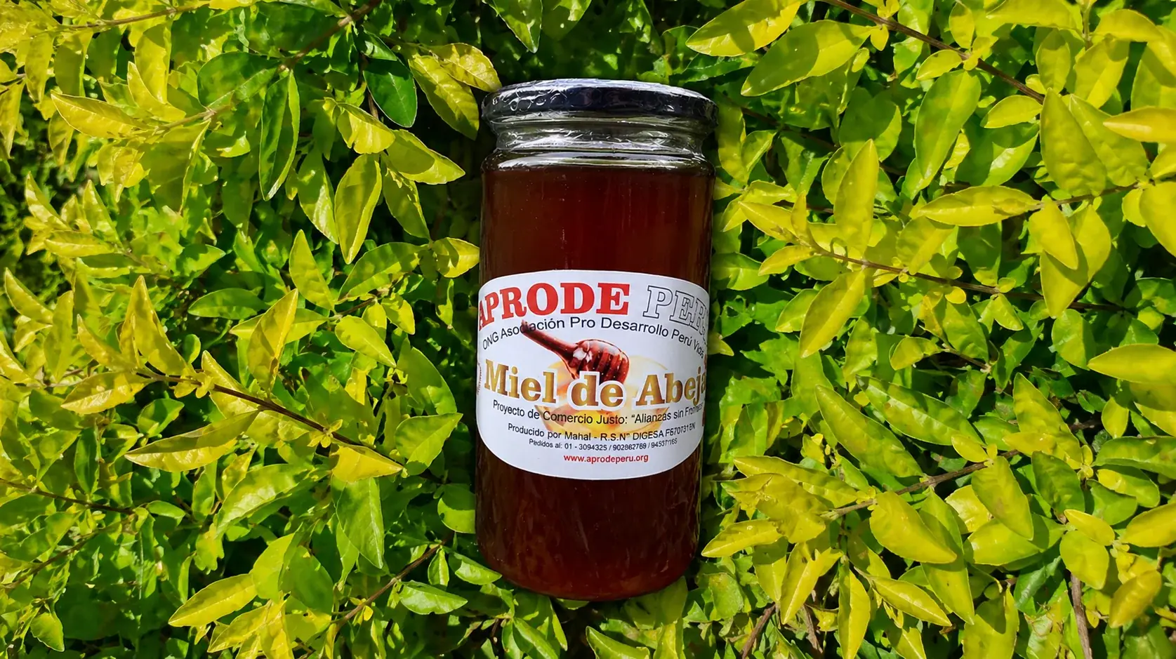 Miel de Abeja (1kg)
